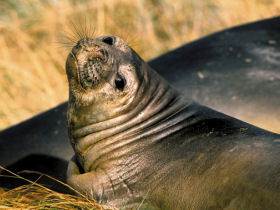 Patagonia cruises
