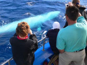 Madeira whale watching and wildlife holiday, Portugal
