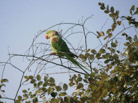 Wildlife holiday in North East India