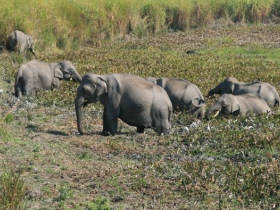 Wildlife holiday in North East India
