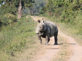 Wildlife holiday in North East India