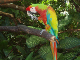 Costa Rica wildlife holiday