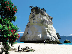 Self drive holiday in New Zealand, whale and dolphin watching