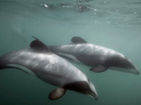 Self drive holiday in New Zealand, whale and dolphin watching