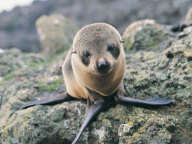 Self drive holiday in New Zealand, whale and dolphin watching