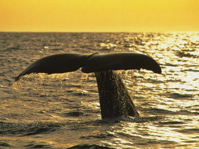 Self drive holiday in New Zealand, whale and dolphin watching