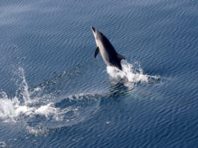 Whale and Dolphin watching trip in Spain