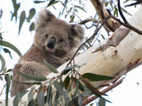 Melbourne wildlife day tours, Victoria, Australia