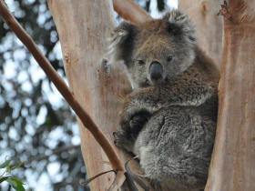 Great Ocean Road wildlife tours, Australia