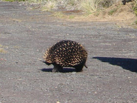 Great Ocean Road wildlife tours, Australia