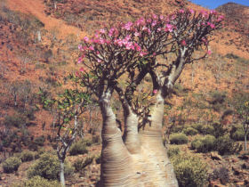 Yemen holiday in Socotra Island