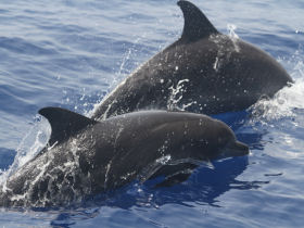 Dolphin conservation volunteering in the Red Sea, Egypt