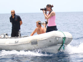 Dolphin conservation volunteering in the Red Sea, Egypt