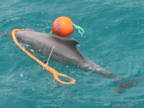 Dolphin conservation volunteering in the Red Sea, Egypt
