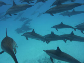 Dolphin conservation volunteering in the Red Sea, Egypt
