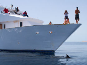Dolphin conservation volunteering in the Red Sea, Egypt