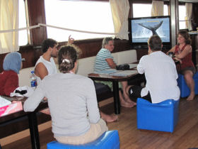 Dolphin conservation volunteering in the Red Sea, Egypt