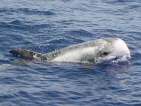 Dolphin conservation volunteering in the Red Sea, Egypt