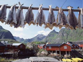 Lofoten Islands whale watching & fishing holiday, Norway