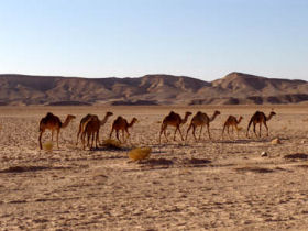 Jordan cultural tour, hosted by Bedouin of Petra