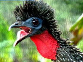 Volunteer with animals in the Amazon rainforest, Ecuador