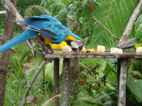 Volunteer with animals in the Amazon rainforest, Ecuador