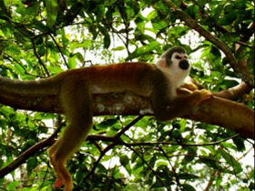 Volunteer with animals in the Amazon rainforest, Ecuador