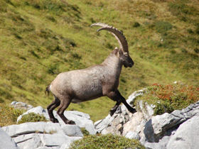 French Alps guided walking holidays