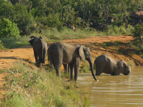 elephants at a waterhole