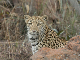 leopard