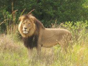 lion
