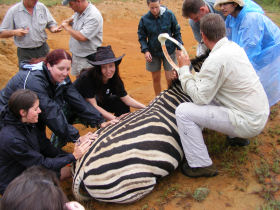 volunteers helping to collar a zebra