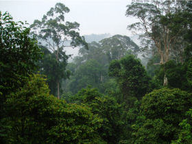 Danum Valley virgin rainforest