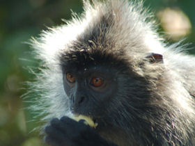 Macaque Monkey, Danum Valley