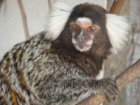 one of the marmosets