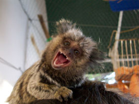 Elmo - a very cheeky monkey!