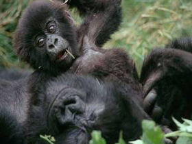 Tailor made gorilla safari in Uganda