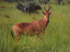Tailor made gorilla safari in Uganda