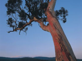 Great Alpine Walk holiday in Victoria, Australia