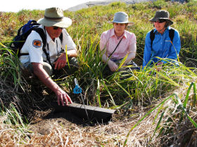 Penguin conservation on Montague Island, Australia