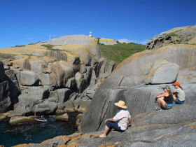Penguin conservation on Montague Island, Australia