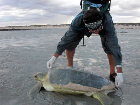 Turtle conservation project in Western Australia