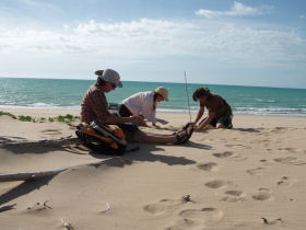 Turtle conservation project in Western Australia