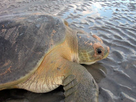 Turtle conservation project in Western Australia