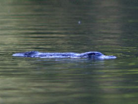 Platypus day tours by canoe, Victoria, Australia