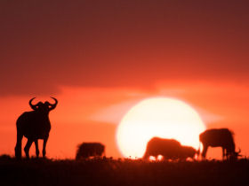 Wildlife safari and photography holiday in Kenya