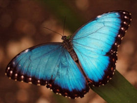 Belize holidays, tailor made 