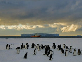Antarctica and New Zealand Subantarctic Islands Wildlife Cruise