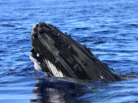 Whale watching in Nicaragua