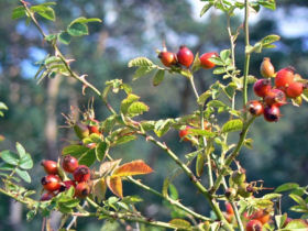 Wild food cookery weekend in Scotland